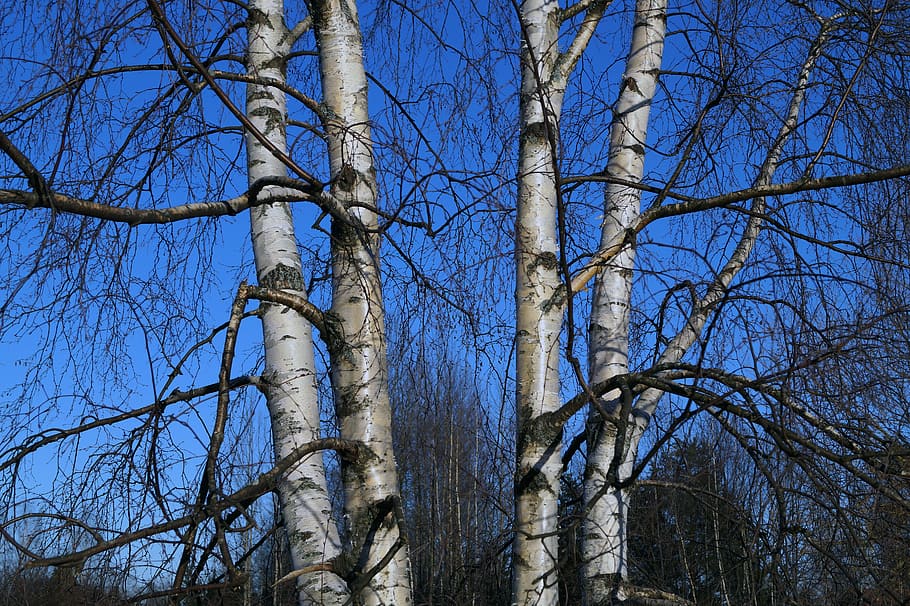 birch, tree, finnish, nature, branch, forest, outdoors, sky HD wallpaper
