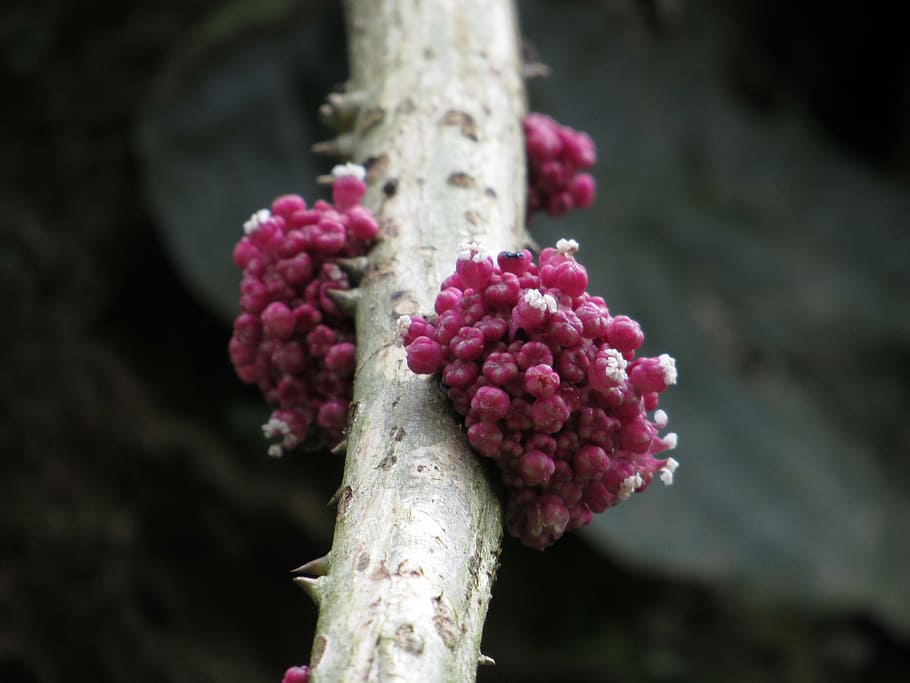 rare, flower, ecuador, wild, jungle, branch, exotic, pink, plant HD wallpaper