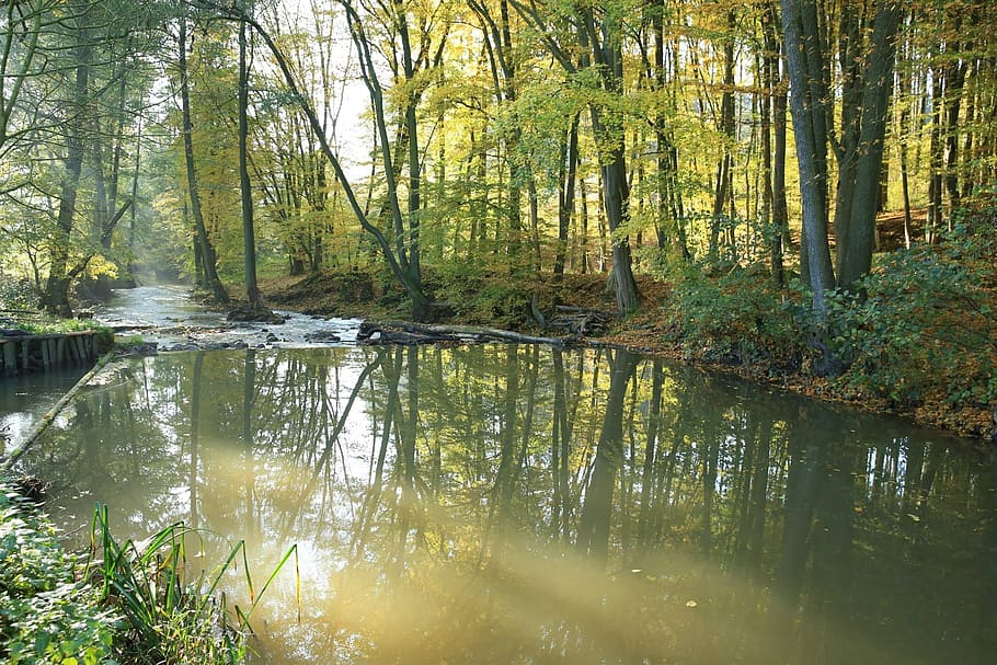river, trees, leaves, water, nature, autumn, stream, fall, sun HD wallpaper