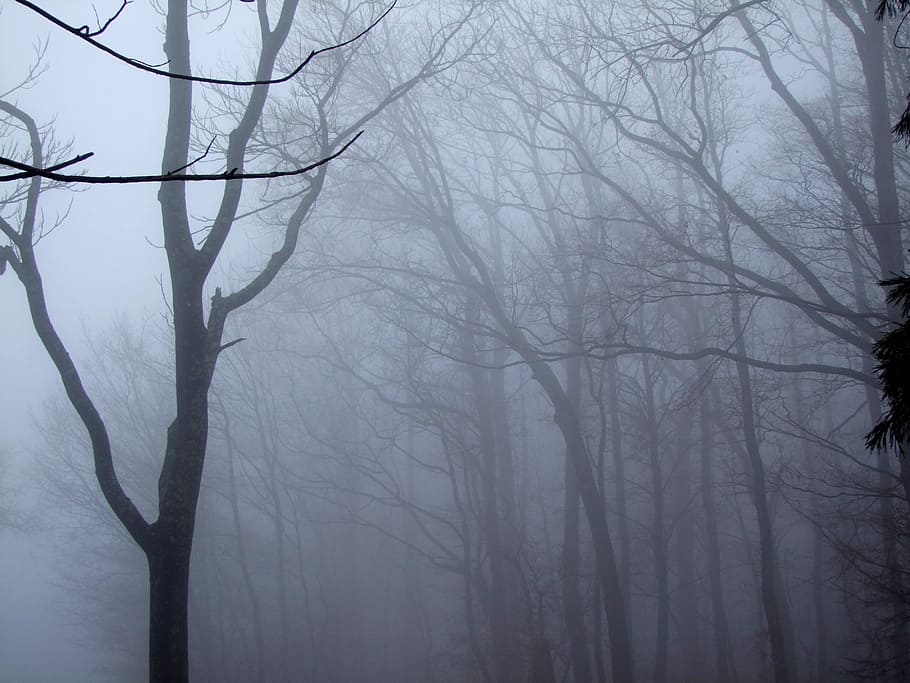 Forest, Trees, Landscape, Fog, black and white, autumn, nature HD wallpaper