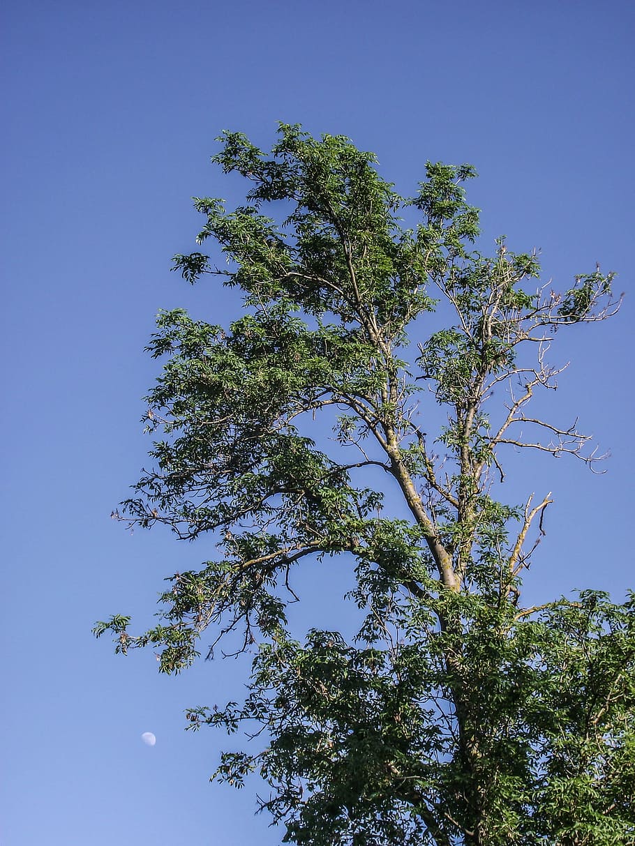 sky, blue, nature, tree, sky beams, flora, agriculture, yellow HD wallpaper
