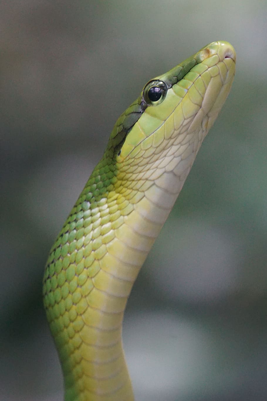 Snake, Non Toxic, sharpnose snake, green, snakes, reptile, head, HD wallpaper