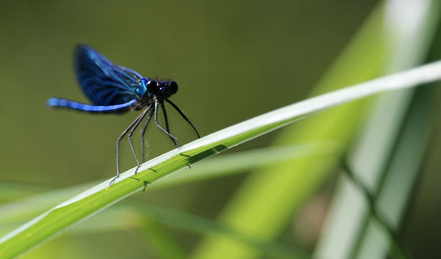 dragonfly, insect, grass, animal, animal wildlife, animal themes HD wallpaper