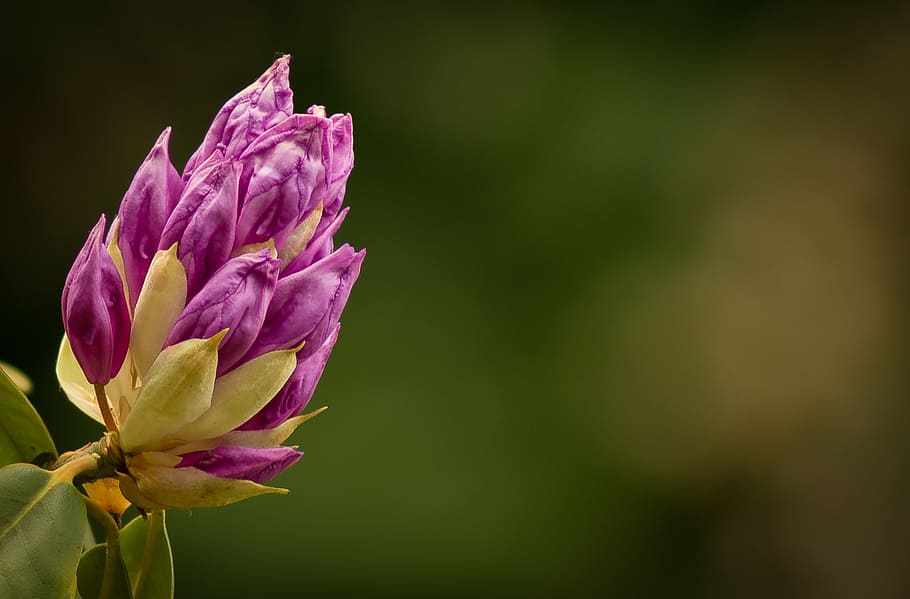 selective focus photography of purple rhododendron flower buds HD wallpaper
