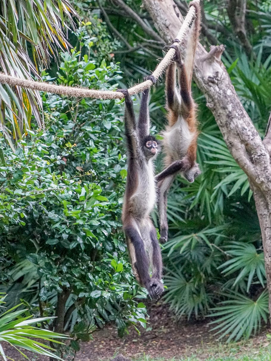 spider monkeys, playing, cute, primate, wild, xcaret, forest, HD wallpaper