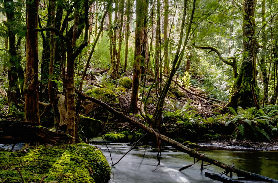 river between brown and green trees at daytime, nature, forest HD wallpaper