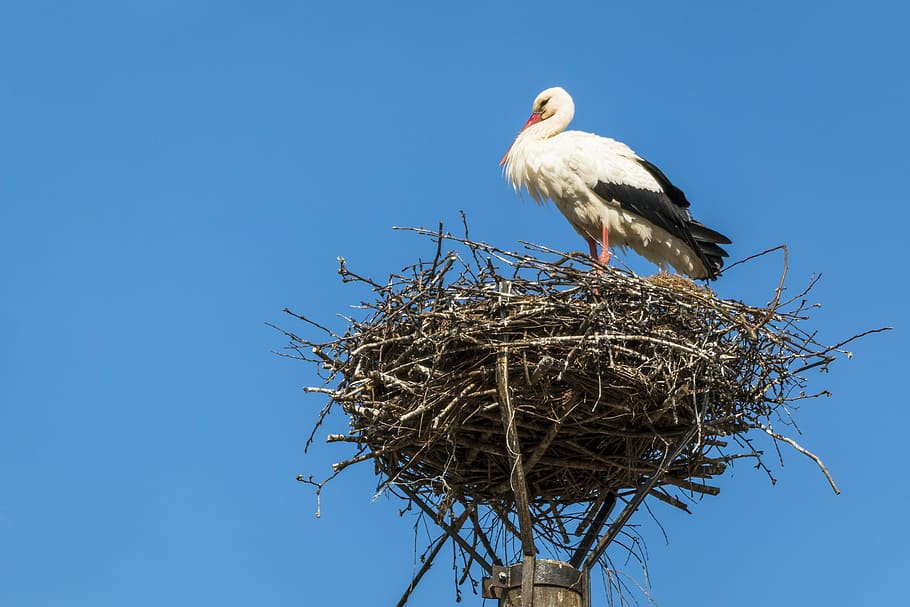white storks perched on nest during daytime, bird, storchennest, HD wallpaper