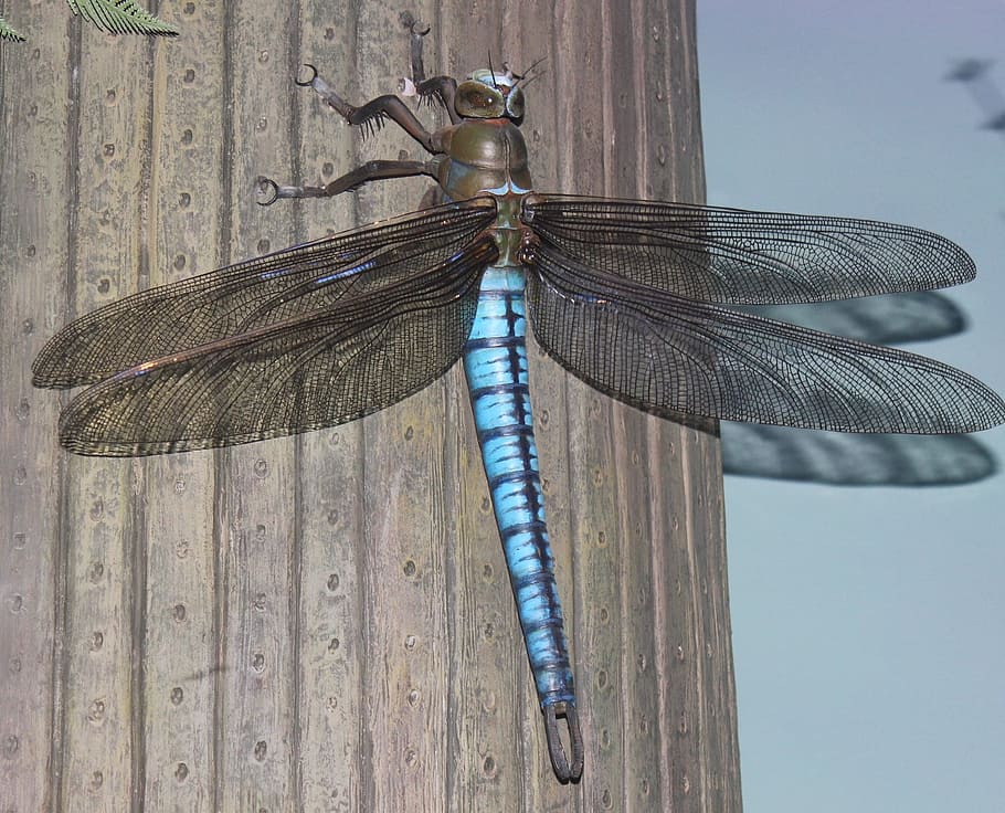 selective focus photography of black and blue dragonfly perched on brown wood surface HD wallpaper