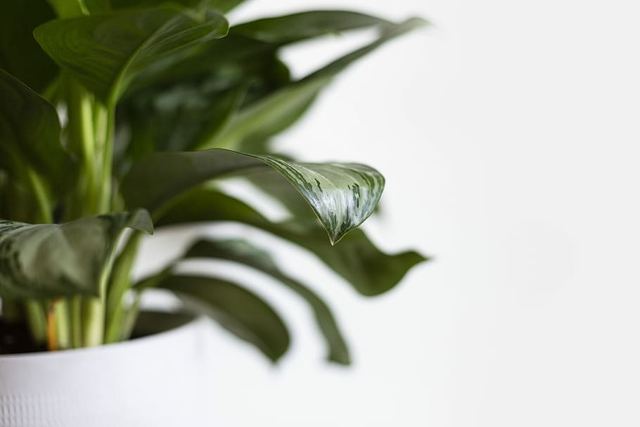 green leaf plant in white pot, selective-focus photography of green leafed plant HD wallpaper