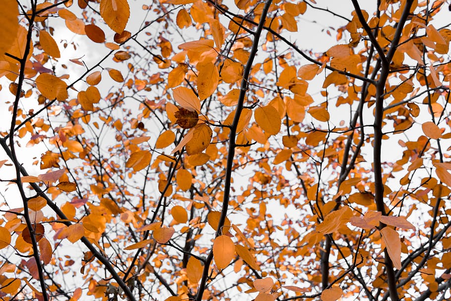 orange leafed tree during day time, macro shot photography of brown leaves HD wallpaper
