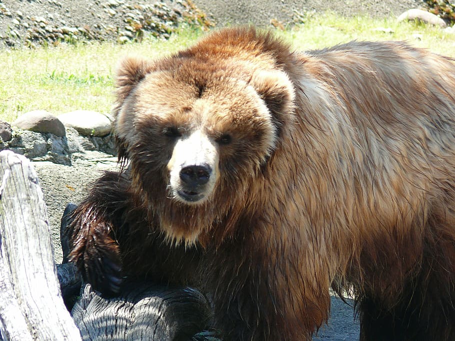 brown bear, sofia zoo, beast, animal themes, mammal, one animal HD wallpaper