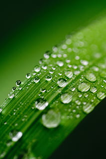 water, texture, leaf, transparent, blur, bright, clean, clear HD wallpaper