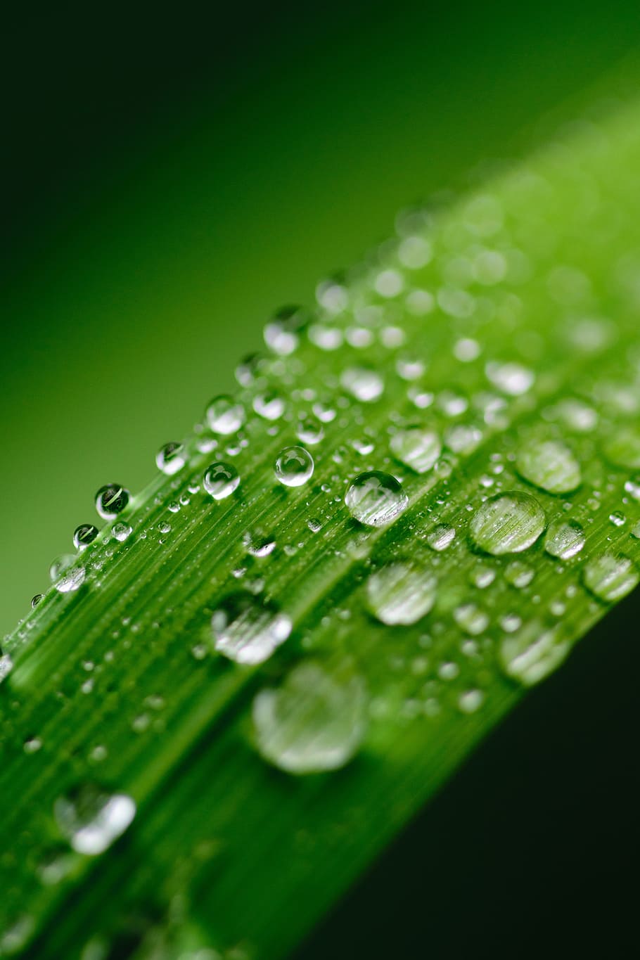macro shot of water on leaves, Green, Water, Leaf, Dew, Nature, HD wallpaper