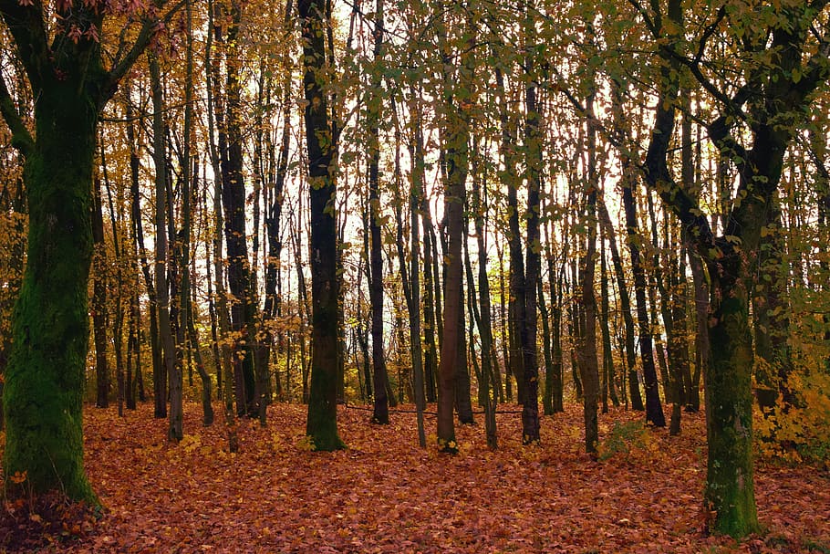 trees, forest, autumn, light, golden, tree trunks, strains HD wallpaper