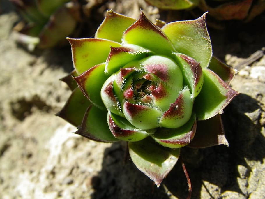 Cactus, Nature, Green, plant, leaf, succulent Plant, close-up HD wallpaper
