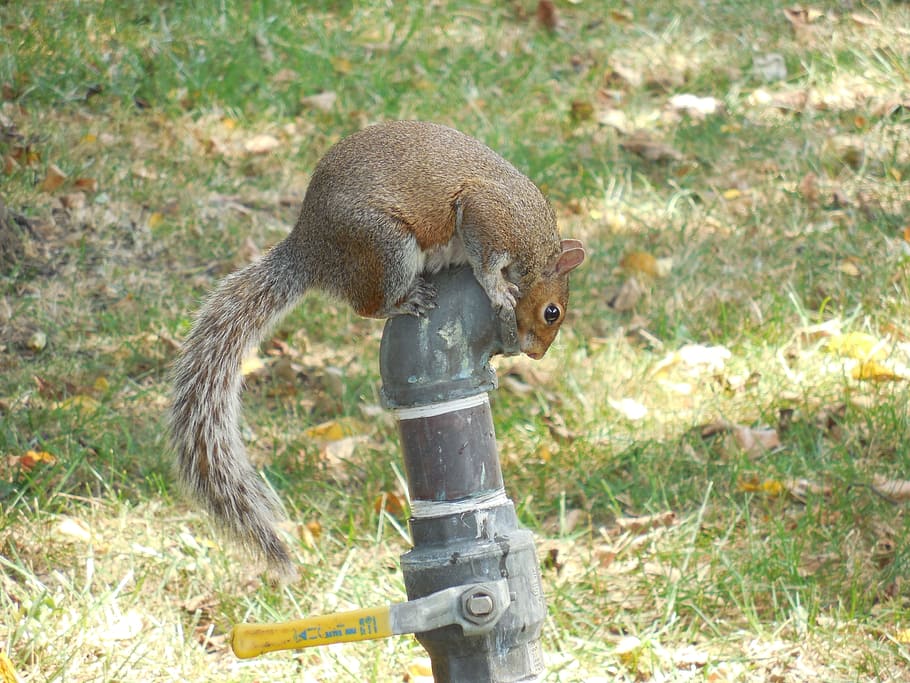 squirrel, cute, summer, tail, animal, wildlife, zoology, mammal HD wallpaper