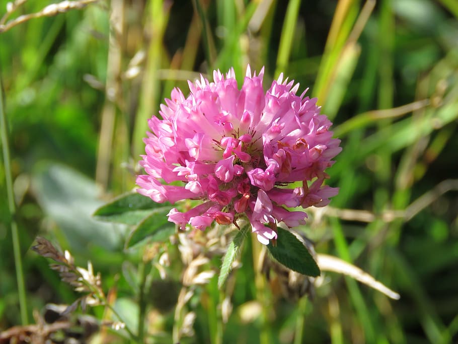 red clover, trifolium pratense, flower, nature, wild, flowering plant HD wallpaper