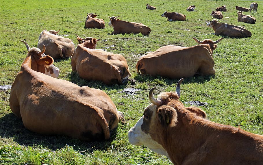 ruminant, cows, lying, pasture, meadow, cattle, herbivores HD wallpaper