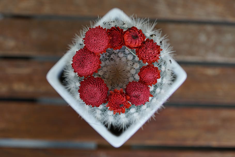 selective focus photography of red and gray cactus, succulent HD wallpaper