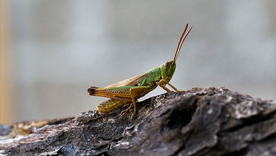 Grasshopper, Close, Insect, green, nature, viridissima, animal HD wallpaper