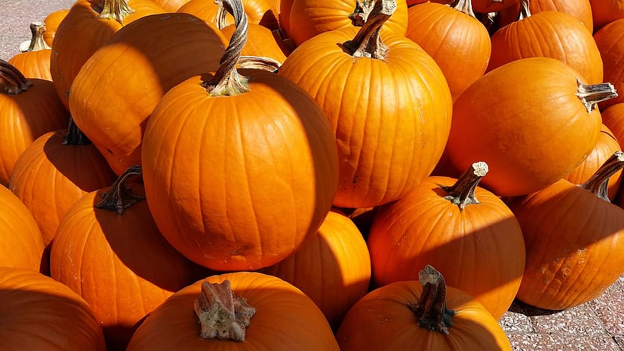pile of pumpkins, fall, autumn, orange, halloween, holiday, thanksgiving, HD wallpaper