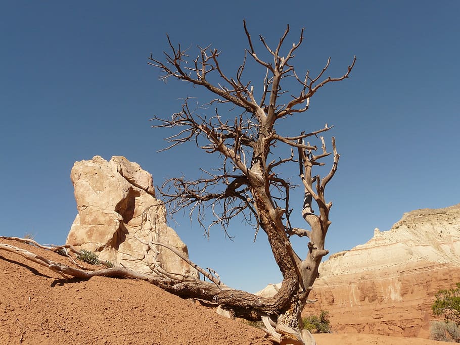 wither tree near rock, dry, drought, arid, stone, sand, desert HD wallpaper
