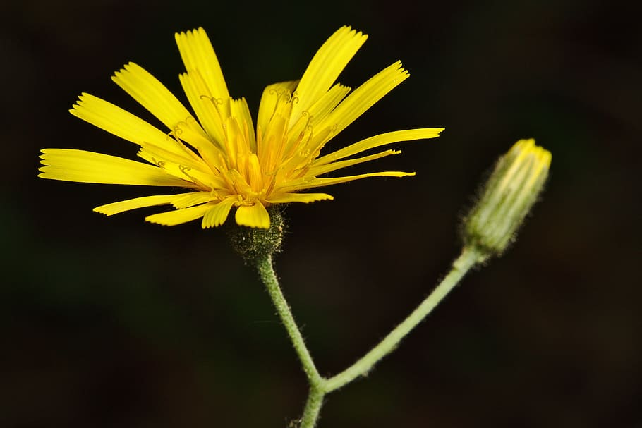 spring, blossom, bloom, hawkweed, flower, flowering plant, yellow HD wallpaper