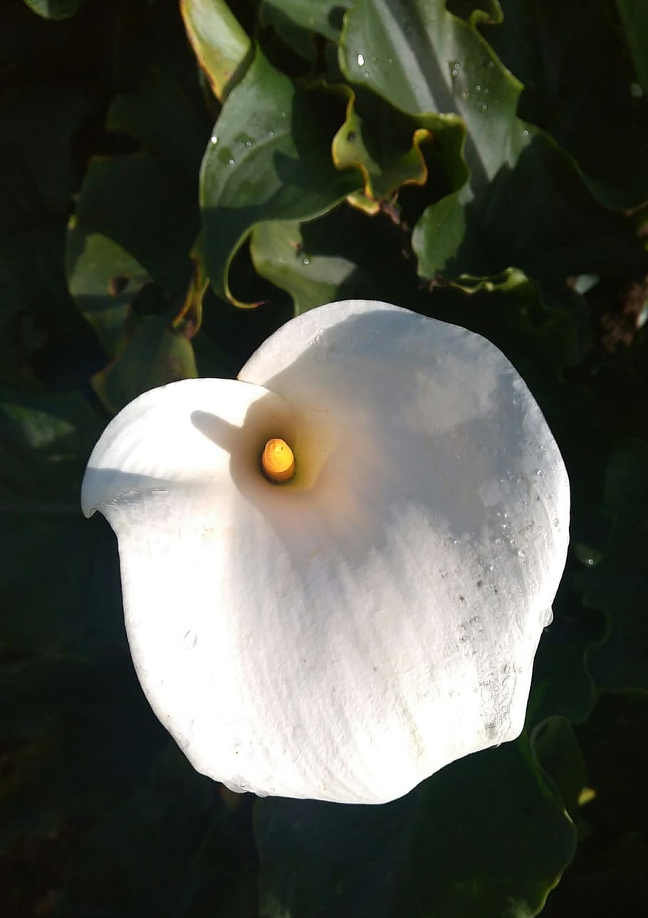 arum, flower, white, petals whiteone, plant, close-up, no people