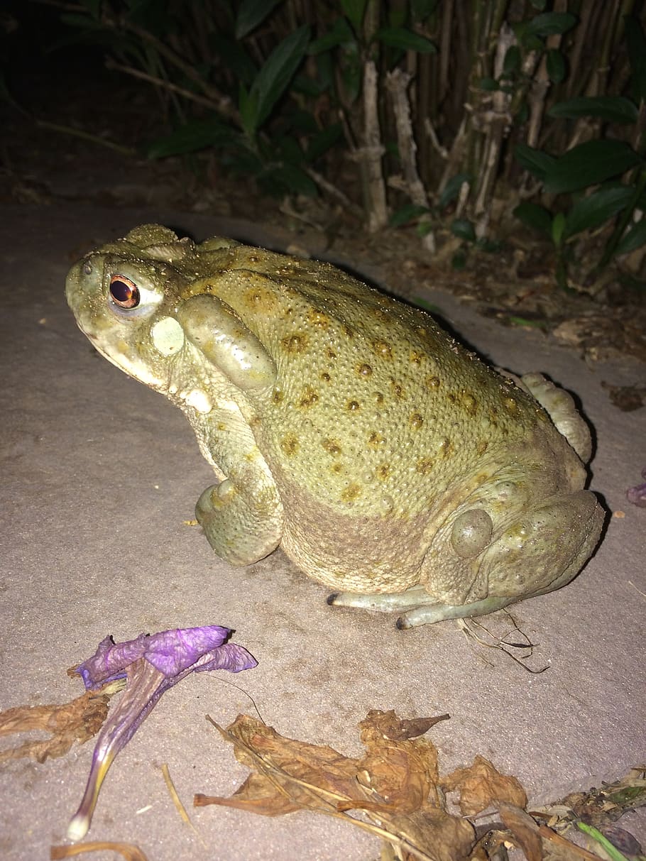 toad, amphibian, wild, green, animal themes, animals in the wild HD wallpaper