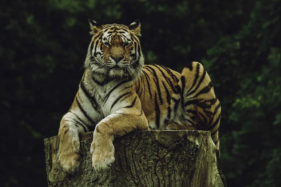 tiger on wood slab, tiger lye on tree, animal, cat, feline, staring, HD wallpaper