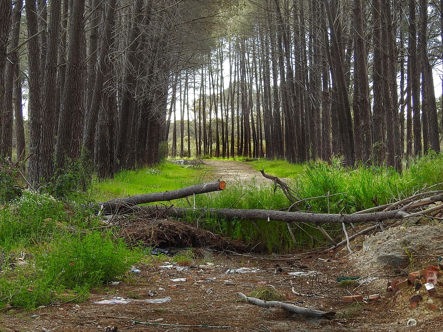 trees, logs, grass, forest, plant, land, tranquility, growth HD wallpaper