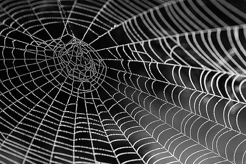 cobweb closeup photography, spider web with water beads, network HD wallpaper