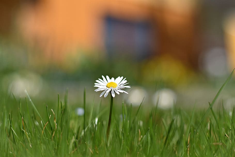 grass, nature, summer, meadow, field, flower, plant, flowering plant HD wallpaper