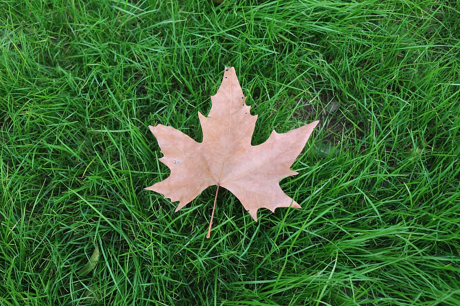 grass, lawn, leaf, ground, natue, plant, green color, field, maple leaf HD wallpaper