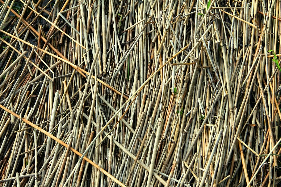 reed, beach, storm, lake, finnish, nature, summer, water, shape HD wallpaper