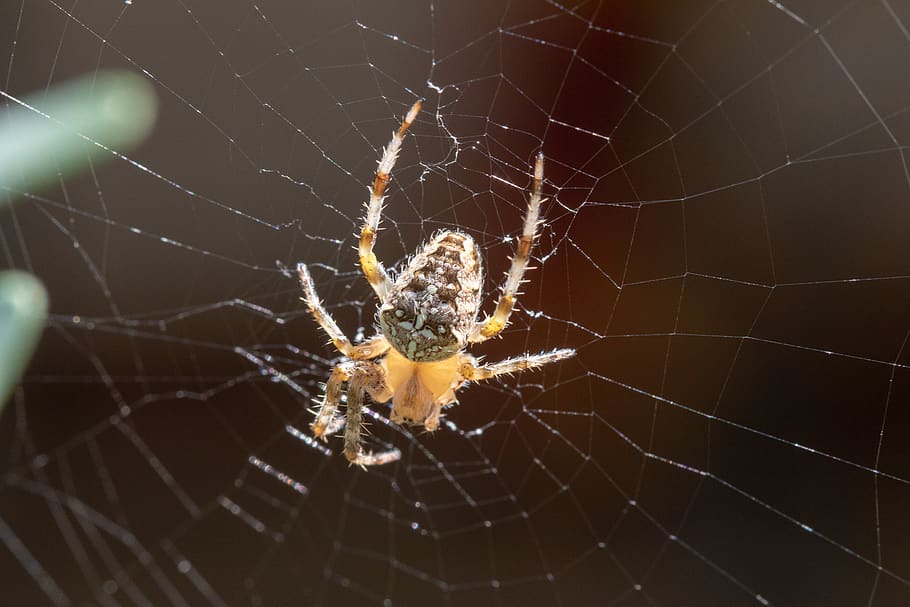 nature, insect, spider, web, six legs, spider web, fragility, HD wallpaper
