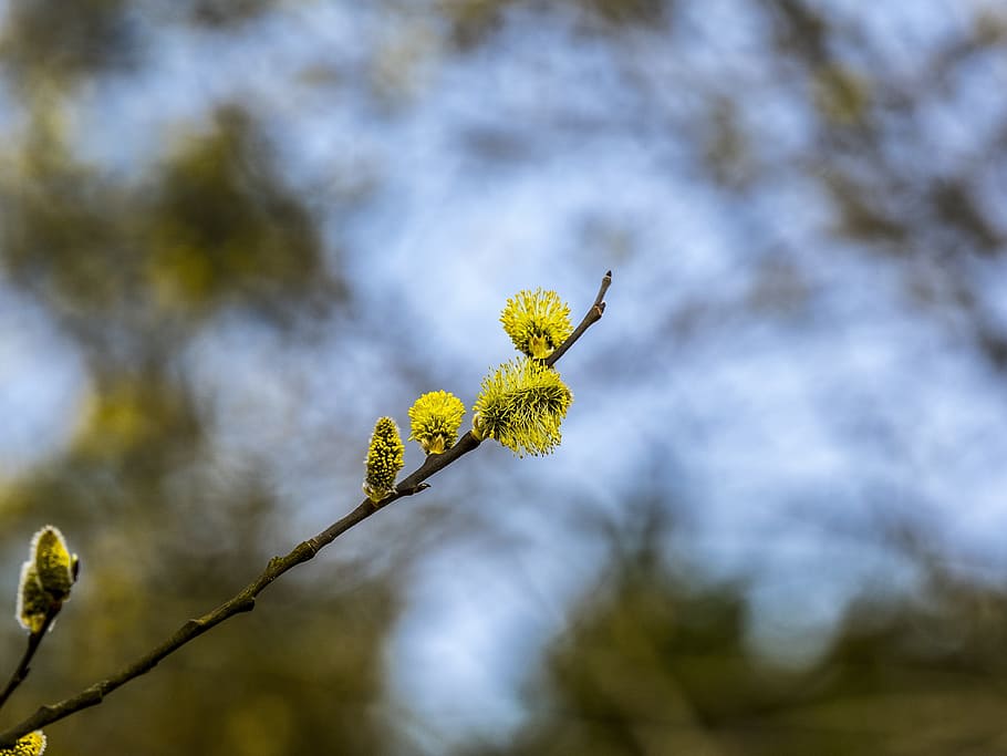 Pussy Willow, Willow, Spring, Tree, Nature, branch, blossom, HD wallpaper