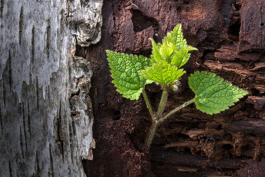 spring, bark, plant, close, forest, structure, leaf, nature HD wallpaper