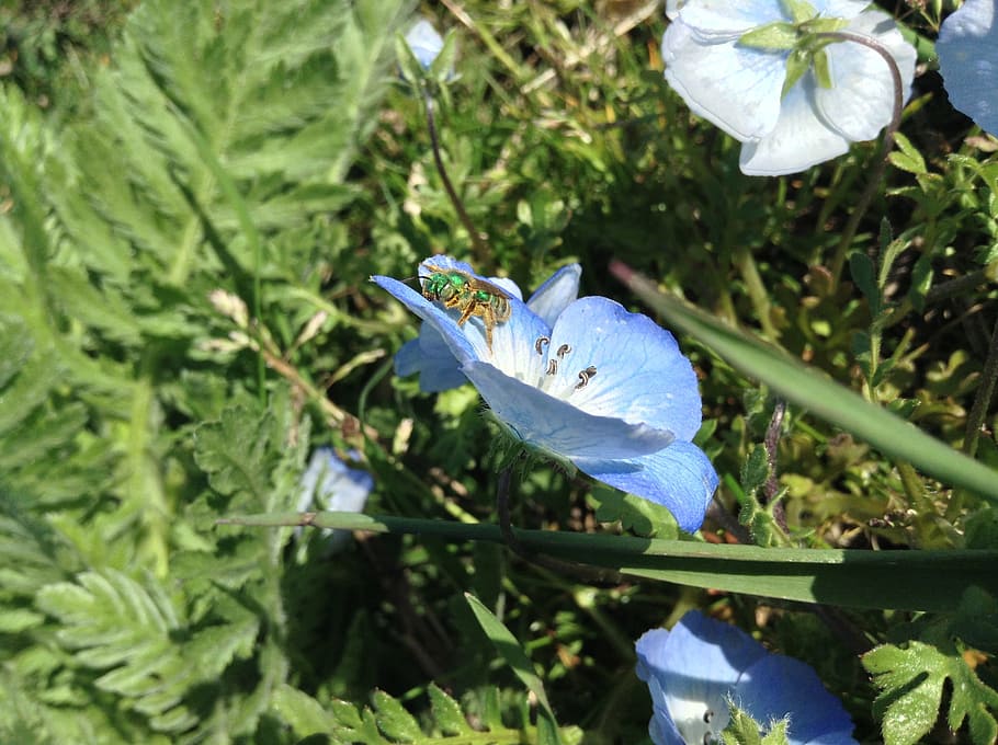bug, flower, insect, nature, spring, garden, small, wildlife HD wallpaper