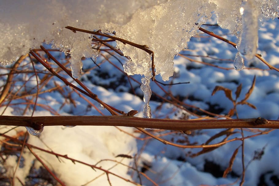 ice, snow, winter, forest, tree, bush, cold, cold temperature HD wallpaper