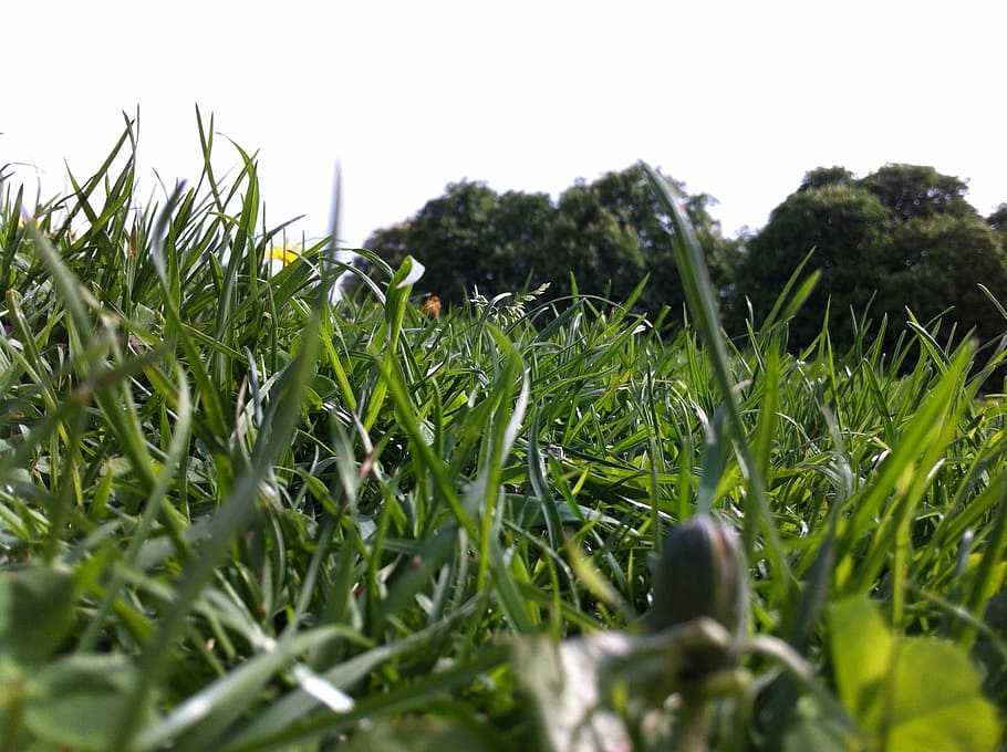 meadow, ground, close, nature, summer, grass, green, green Color HD wallpaper