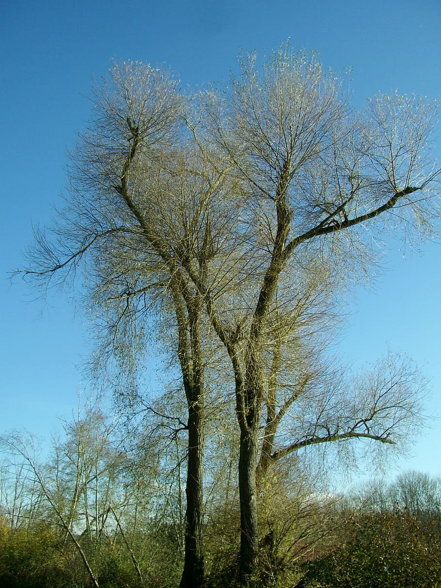 crown, forest, tree, aesthetic, branches, sky, blue, karg, kahl HD wallpaper