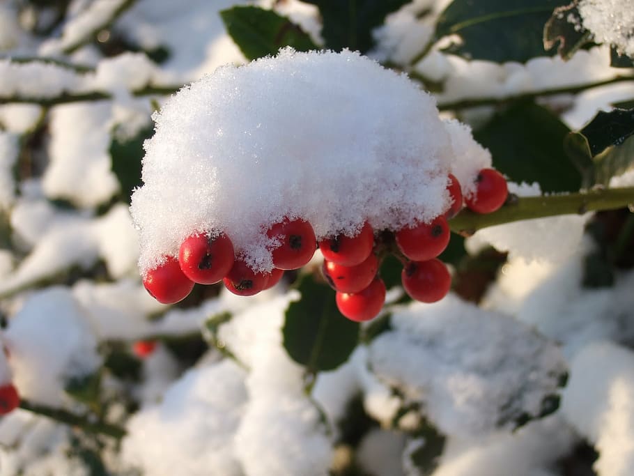 berries, snow, winter, red, white, cold, plant, nature, frost HD wallpaper