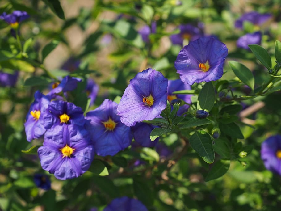 blossom, bloom, violet, bush, purple, blue violet, lycianthes rantonnetii, HD wallpaper