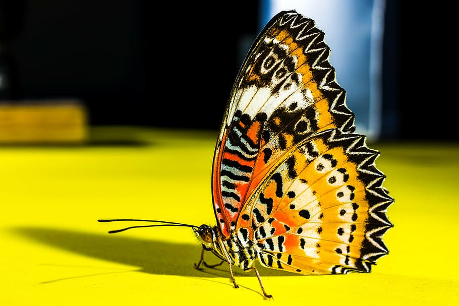 orange and black butterfly in close-up photography, insect HD wallpaper