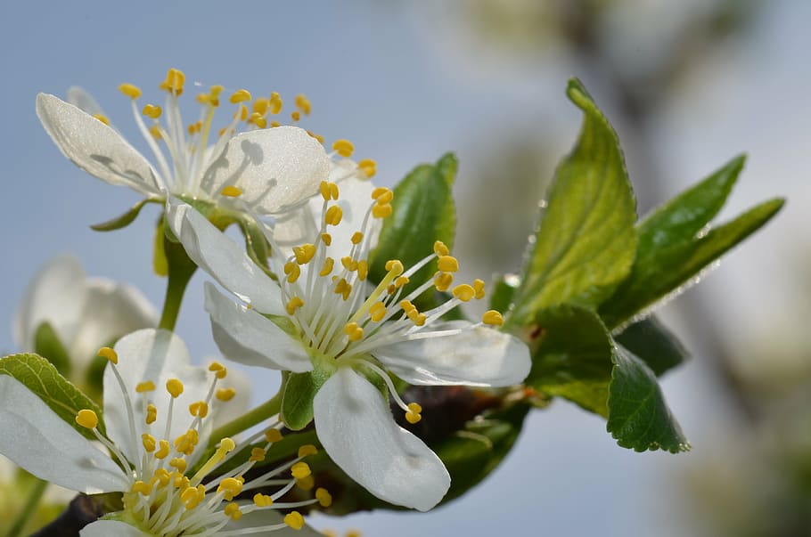 macro, flower, spring, garden, white, plant, flowering plant HD wallpaper