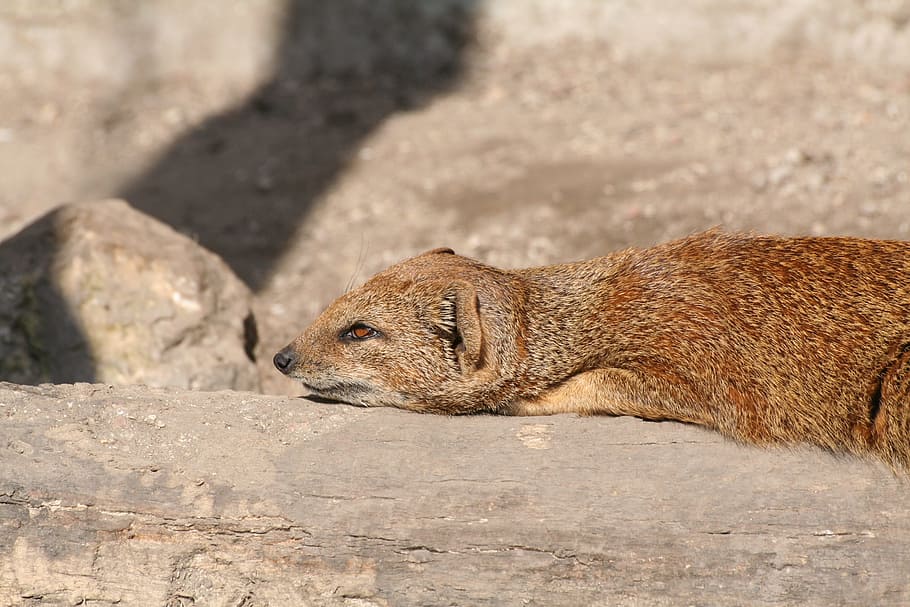 Rodent, Lying, Brown, animals in the wild, one animal, animal themes HD wallpaper