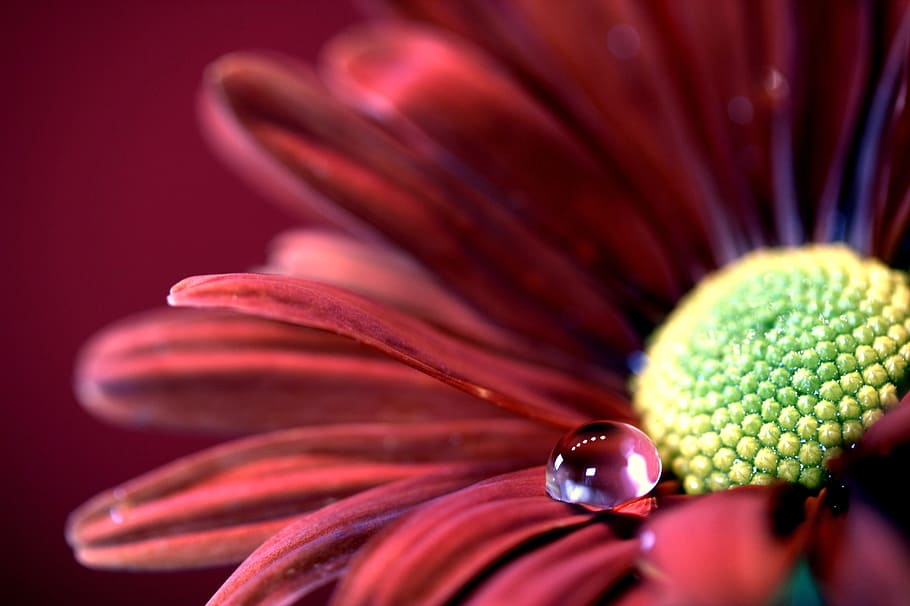 micro photography of water dew on petaled flower, aster, autumn HD wallpaper