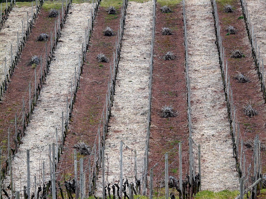 vineyard, structure, vineyard in winter, vines, wine region HD wallpaper