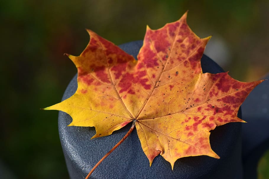 leaf, maple leaf, autumn, colorful, autumn colours, transience HD wallpaper